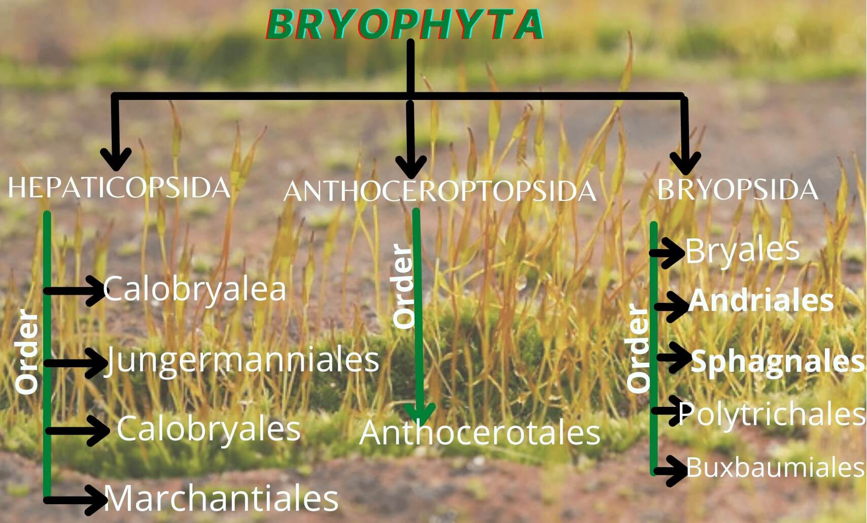 classification of bryophytes