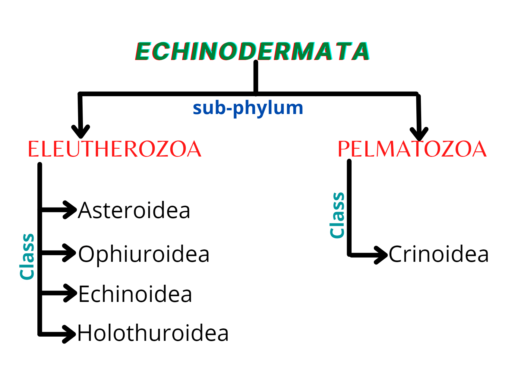classes of echinodermata