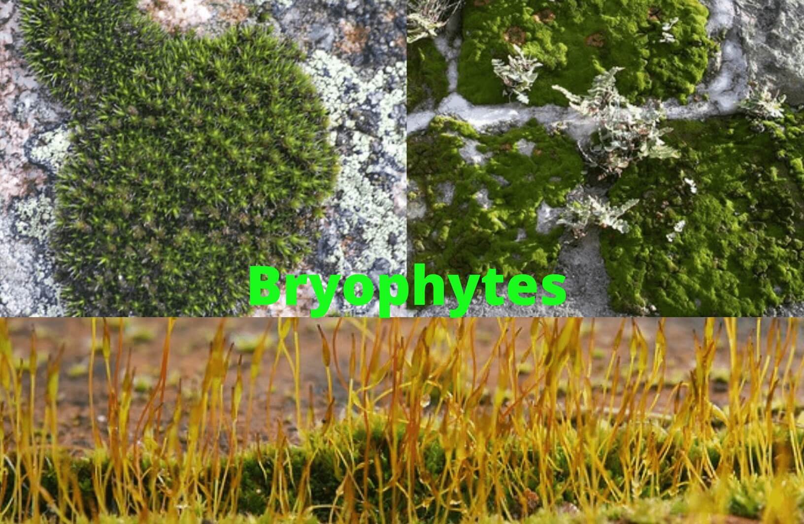 Bryophytes |Characteristic, Classification, Examples, Importance