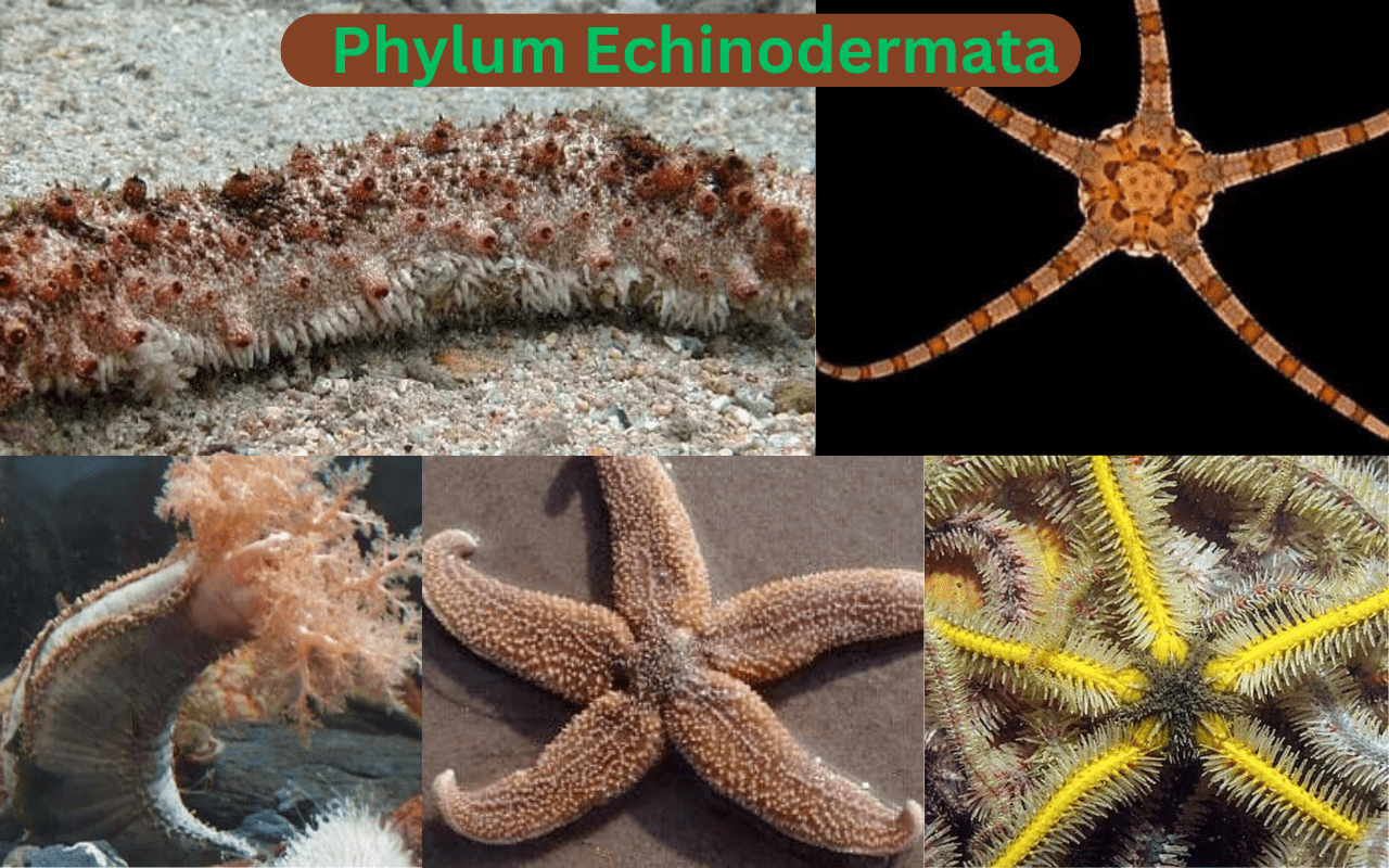 Read more about the article Phylum Echinodermata |Characteristic, Classes, Examples & Importance
