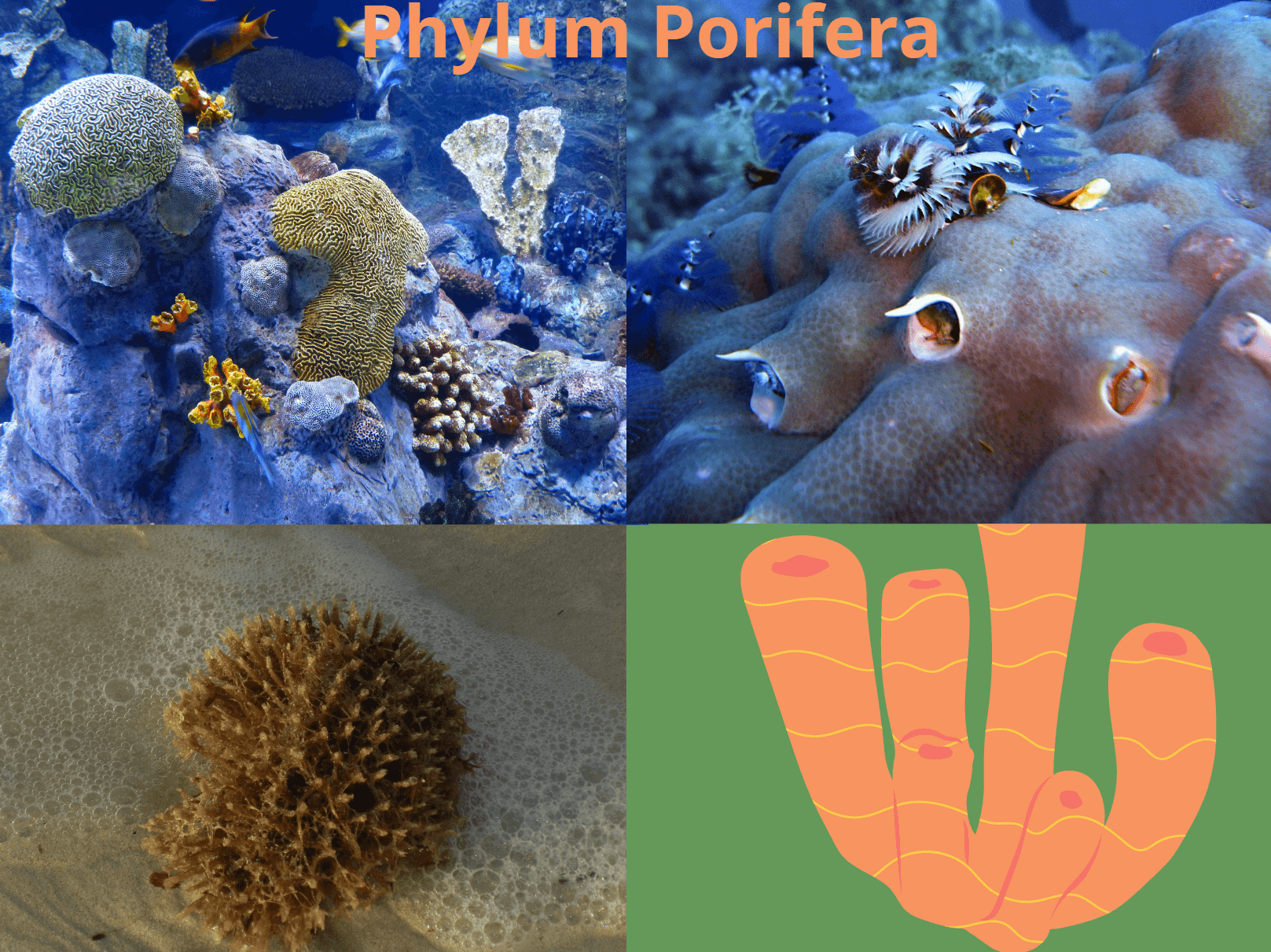 Read more about the article Porifera |Characteristic, Classification, Examples & Importance