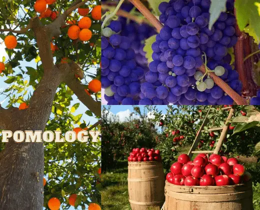 pomology-branches of botany