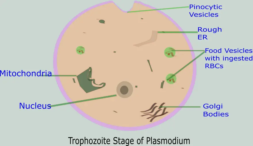 trophozoite stage of plasmodium