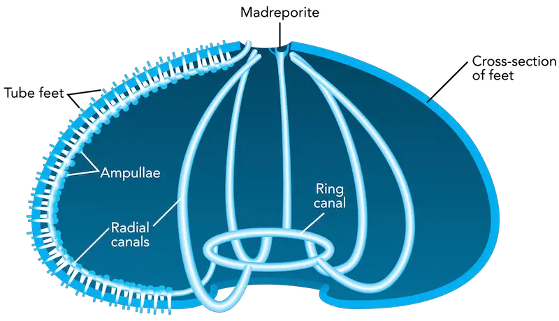 water vascular system in sea urchin