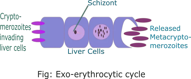exo erythrocytic cycle