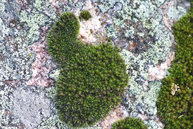 bryophytes growing on rocks