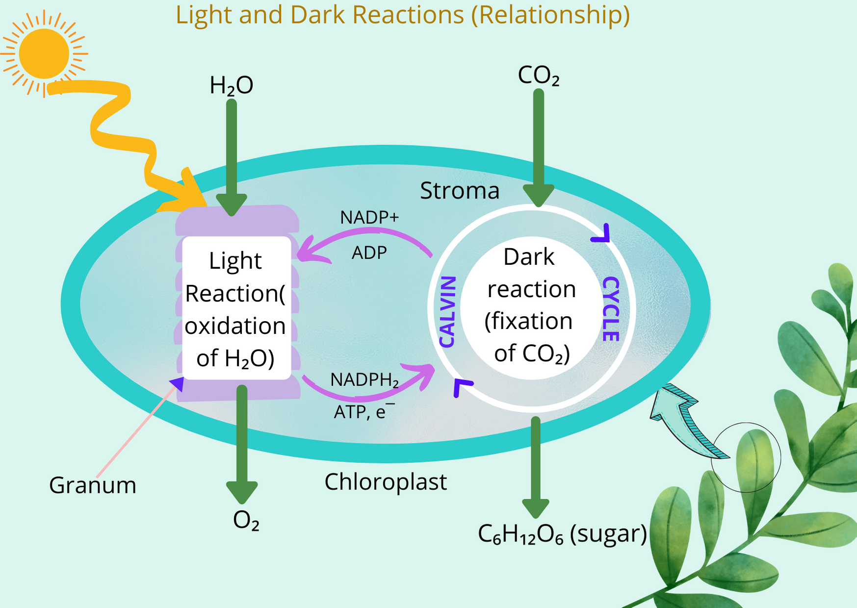 cycles of photosynthesis