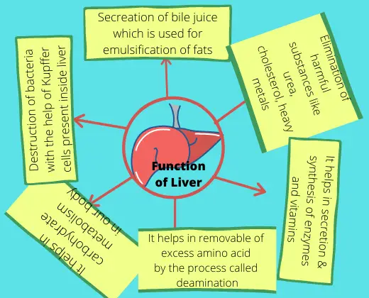 functions of liver