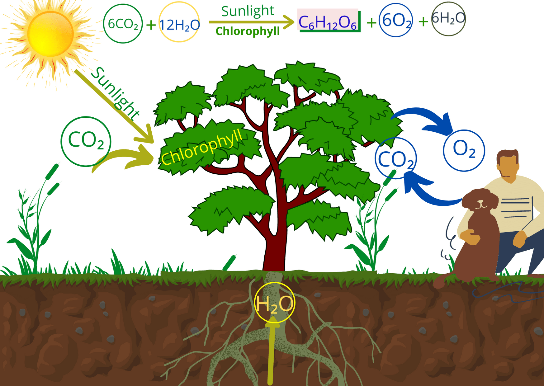 Read more about the article Photosynthesis |Key Points, Reaction, Cycle, Process & Diagram