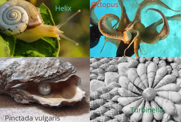 Read more about the article Mollusca |Characteristics, Classification, Examples & Importance