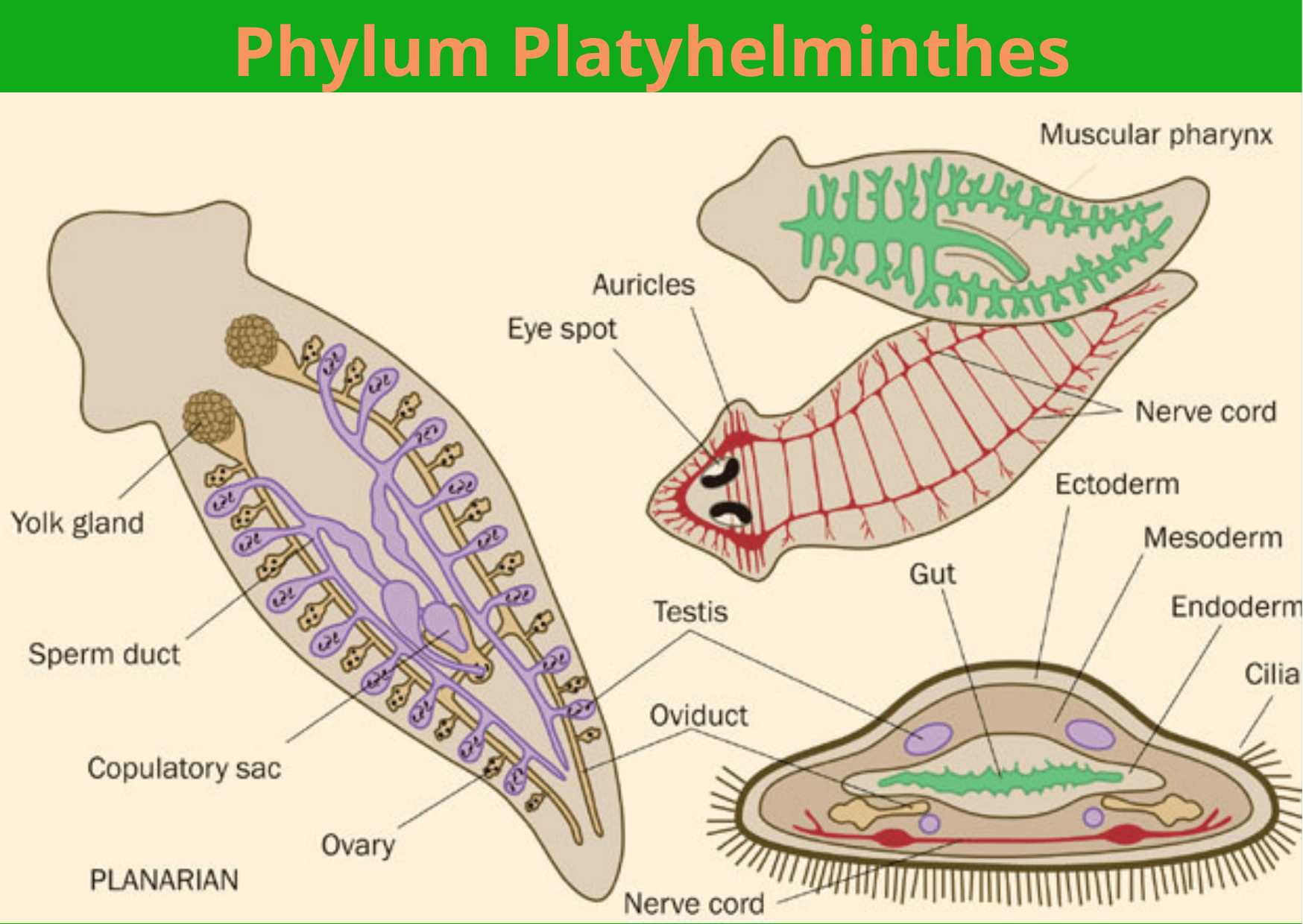 Phylum Platyhelminthes |Characteristics, Classification, Examples, Importance