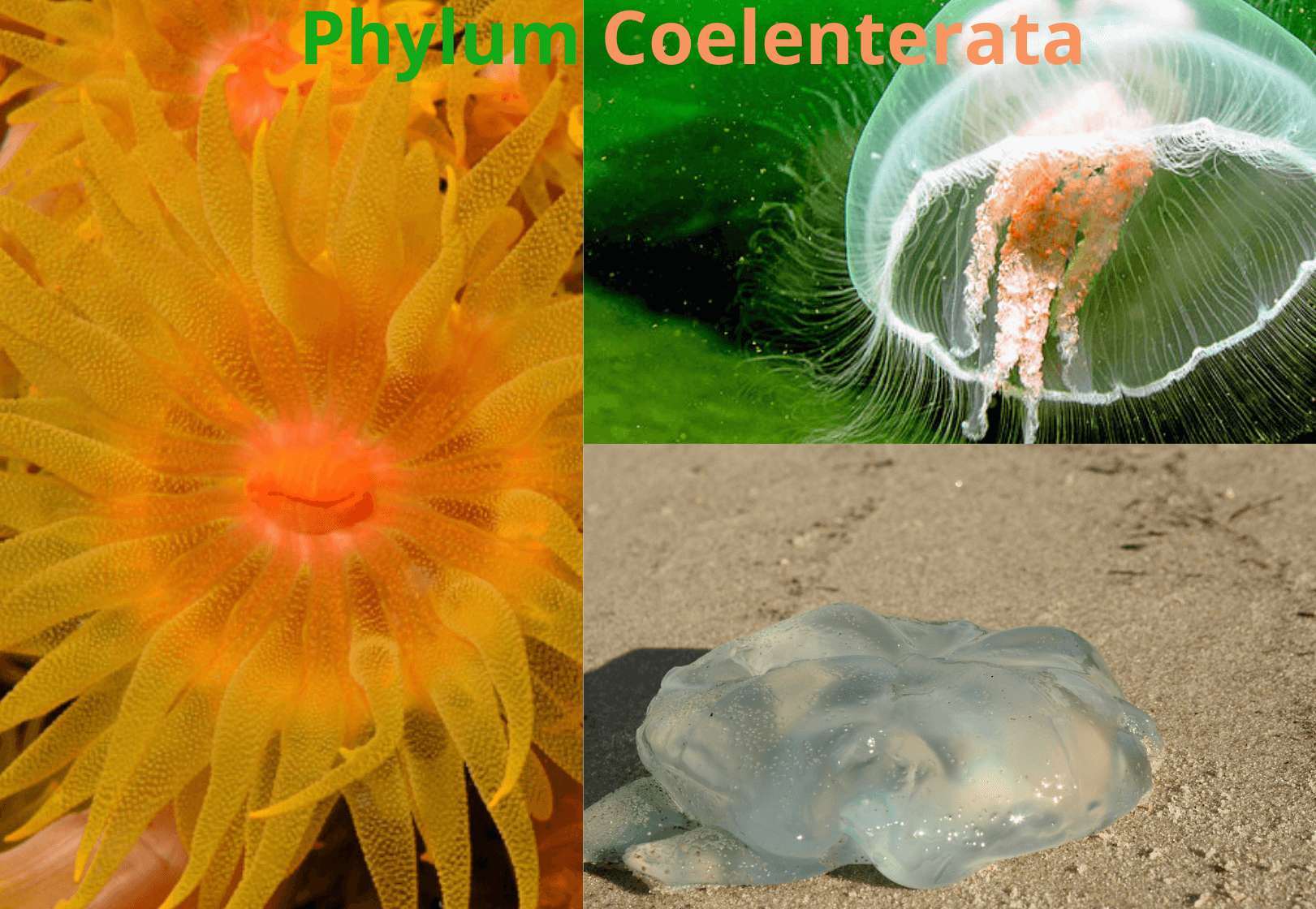 Read more about the article Phylum Coelenterata |Characteristic, Classification, Examples, Importance