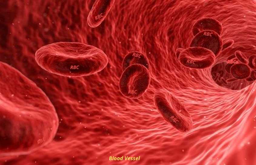 Read more about the article Red Blood Cells(RBCs) |Composition, Functions, Disorders