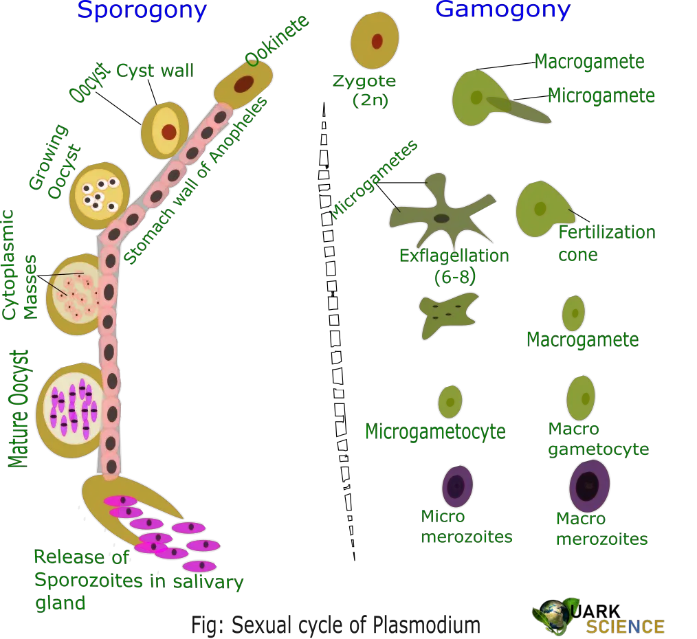 Life Cycle of Plasmodium Vivax |Asexual & Sexual Cycle