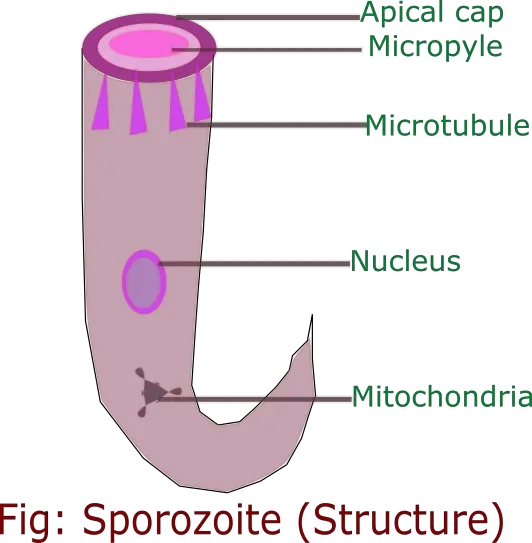 sporozoite stage of plasmodium