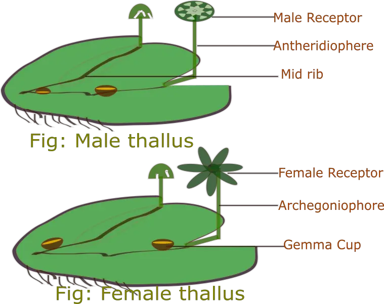 male and female thallus