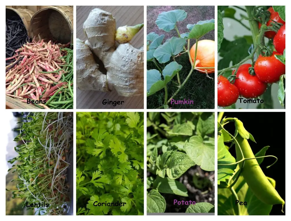 dicot vegetable plants